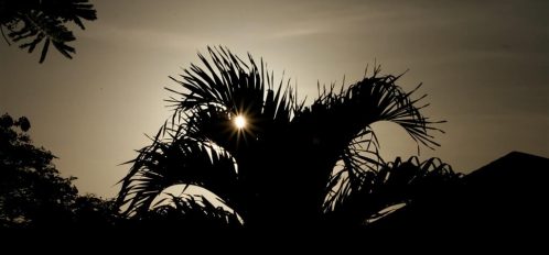 a bright sun and palm tree on Eleuthera