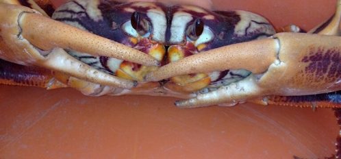 a crab on Eleuthera