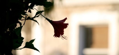 a flower on Eleuthera