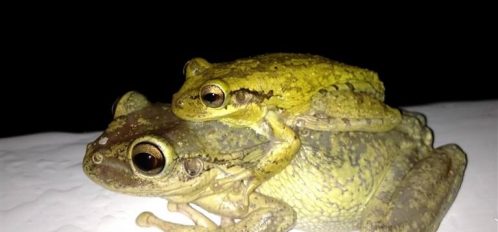 a frog on Eleuthera