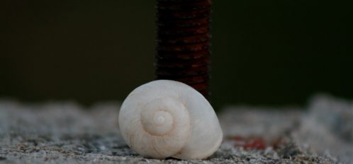 a seashell on Eleuthera