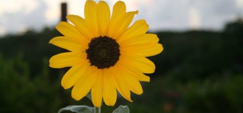 a sunflower on the island of Eleuthera