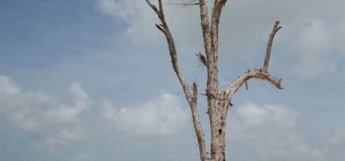 a tree in the sandy beach on Eleuthera