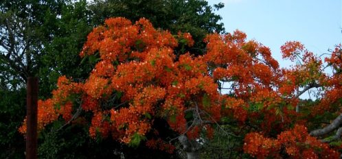 a tree on Eleuthera
