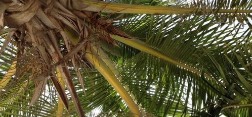 the underside of a palm tree on Eleuthera